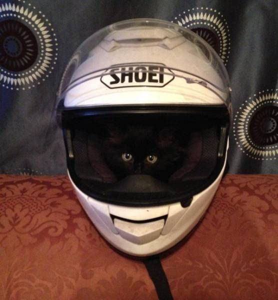 Коты и Кошки