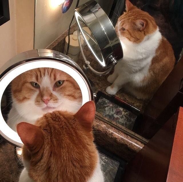 Коты и Кошки