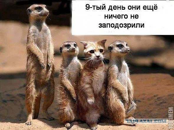 Подборка интересных и веселых картинок