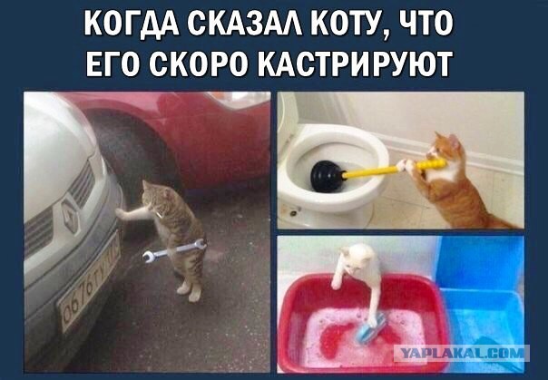 Надо ли кастрировать кота?