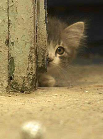 Котовторник на вторник, Котовторник