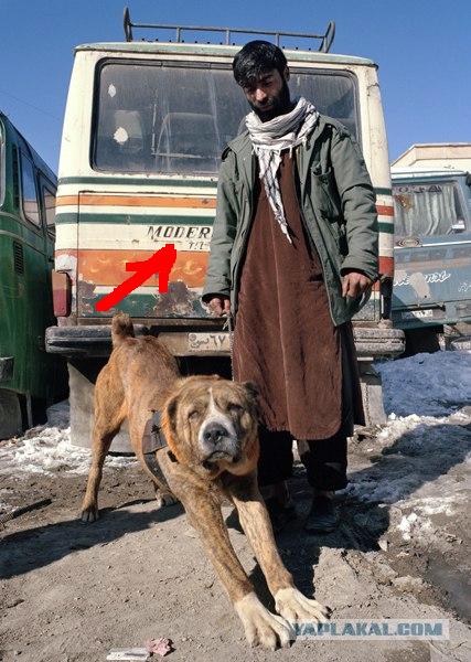 "Культура" собаководства в Афганистане