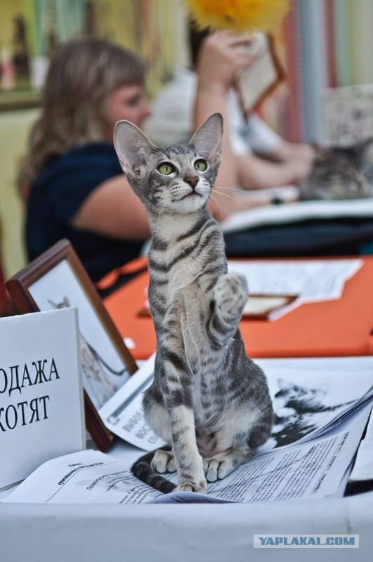 Котовторник на середину июня