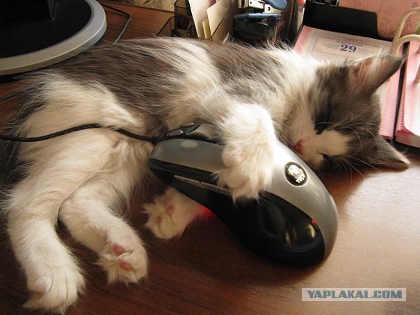 Сонный Котовторник