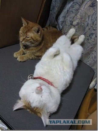 Котовторник в "КотоГетто"