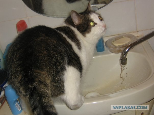 Котовторник!