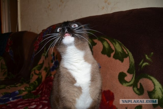Котовторник 10.04.2012