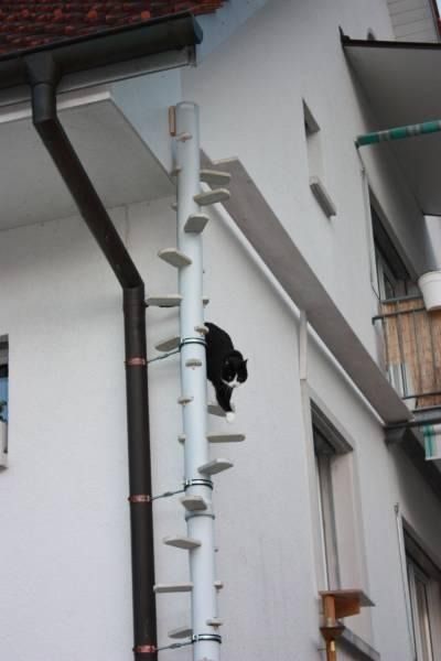 Прикольных котов пост