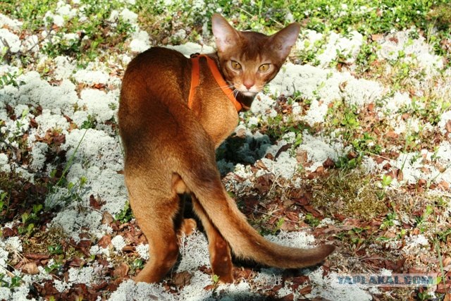 Котовторник  19.06.2012