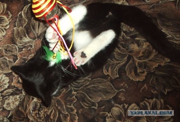 Котовторник ( 23.10. 2012. )