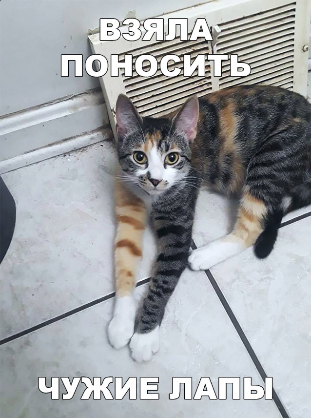 Забавные фото котеек