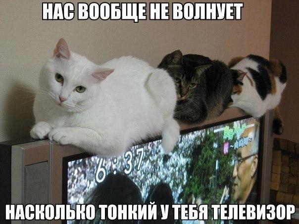 Забавные фото котеек