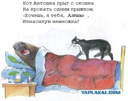 Кот, Антошка и порошок