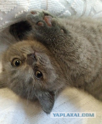 На утро котовтоника!