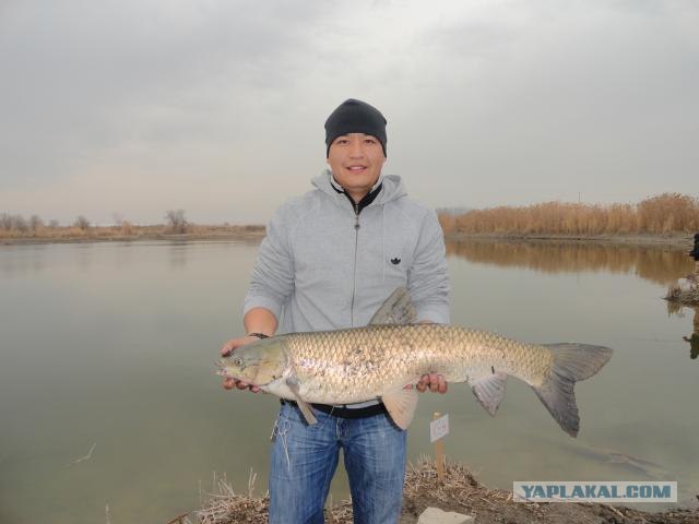 Нежданный трофей, во время соревнований