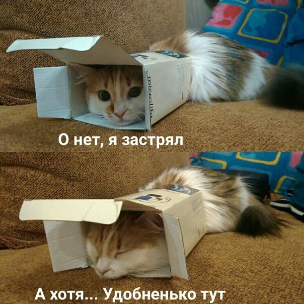На мемы надейся, а сам не плошай! 12.02.22