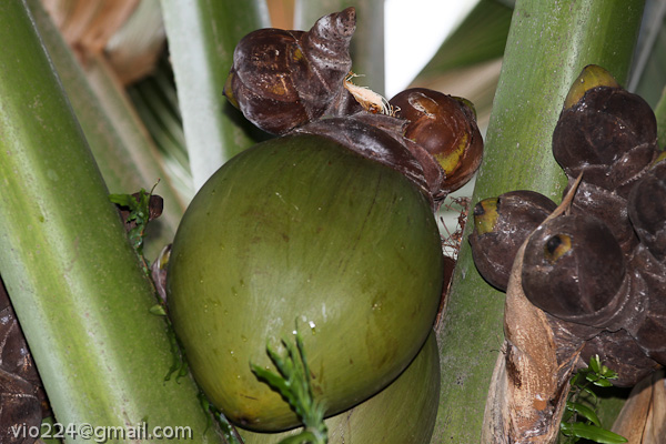 Сейшеллы октябрь 2012