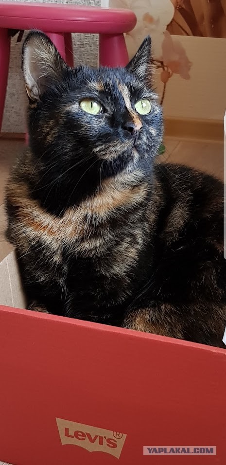 Ловушки для котов