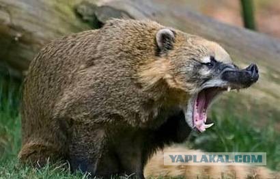 Куры не сушки ))