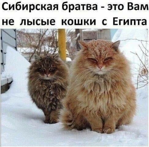 Котовторник в картинках