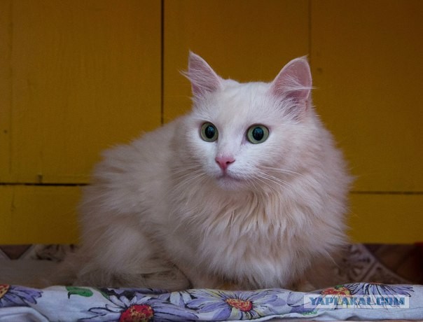 Котовторник 04.06.2013