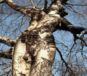 Запоминаем, предел — 61 раз
