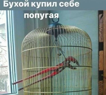 Подай жука на 14