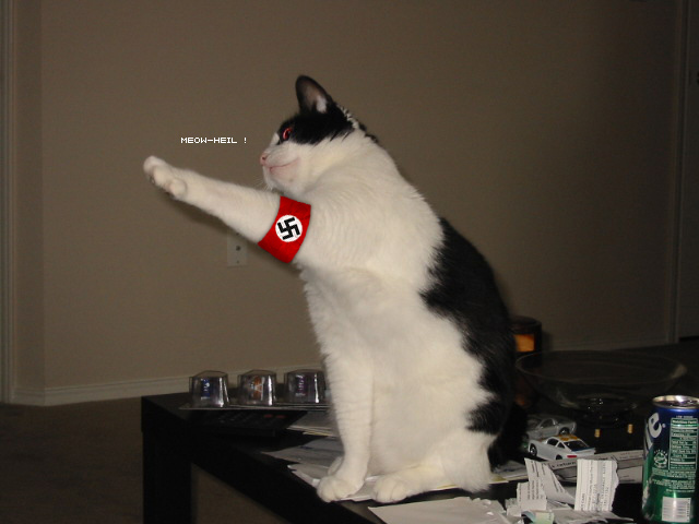 Коты и время