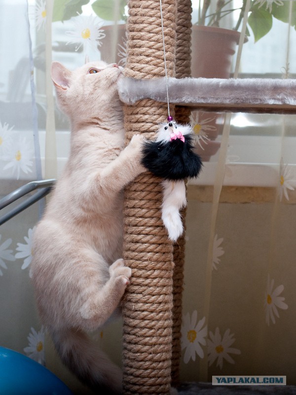 Котовторник  25.03.2014