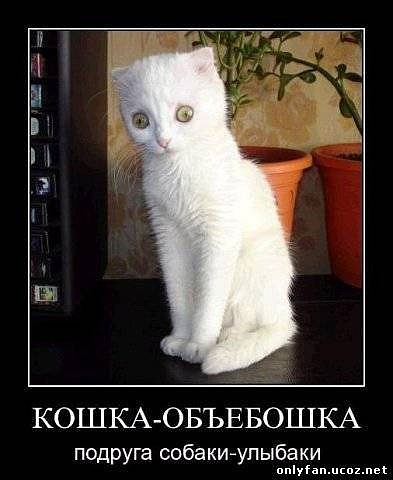 Комментарии из социальных сетей
