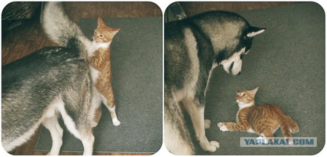 Кот думал что он хозяин в доме