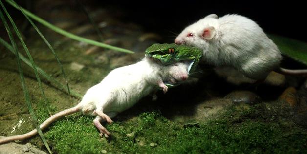 Мышка спасает друга