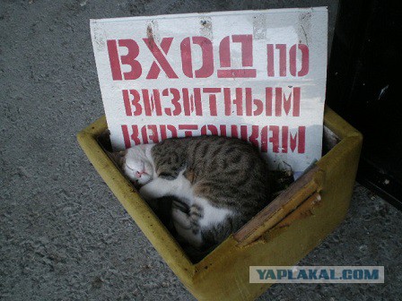 Котовторник 18.11.2014