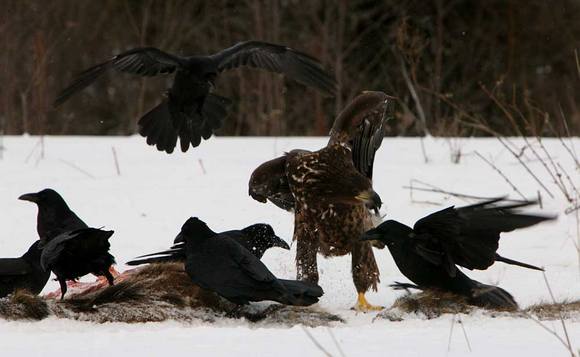 Наглые пернатые морды