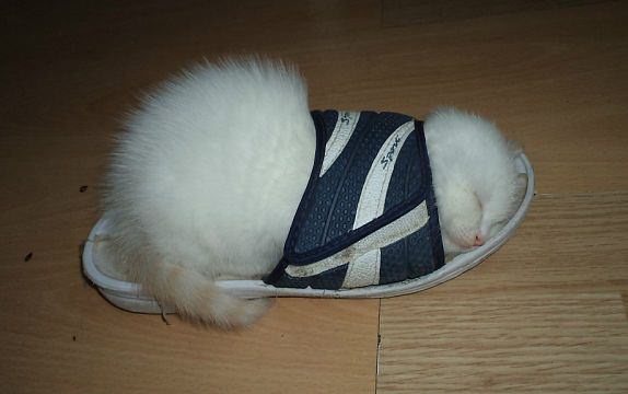 Даешь каждому коту по ботинку!