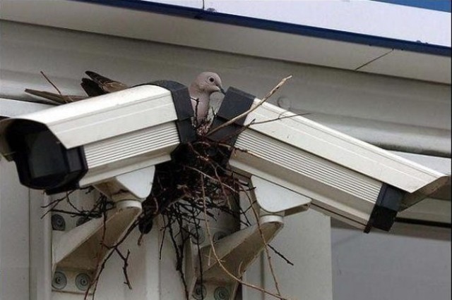 Большой брат не у дел