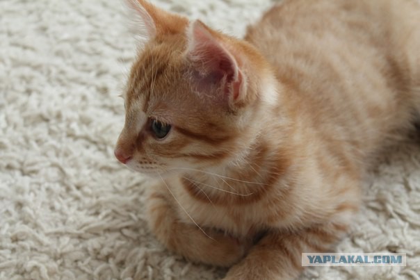 Котовторник 04.08.2015