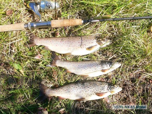 Немного Северной лирики