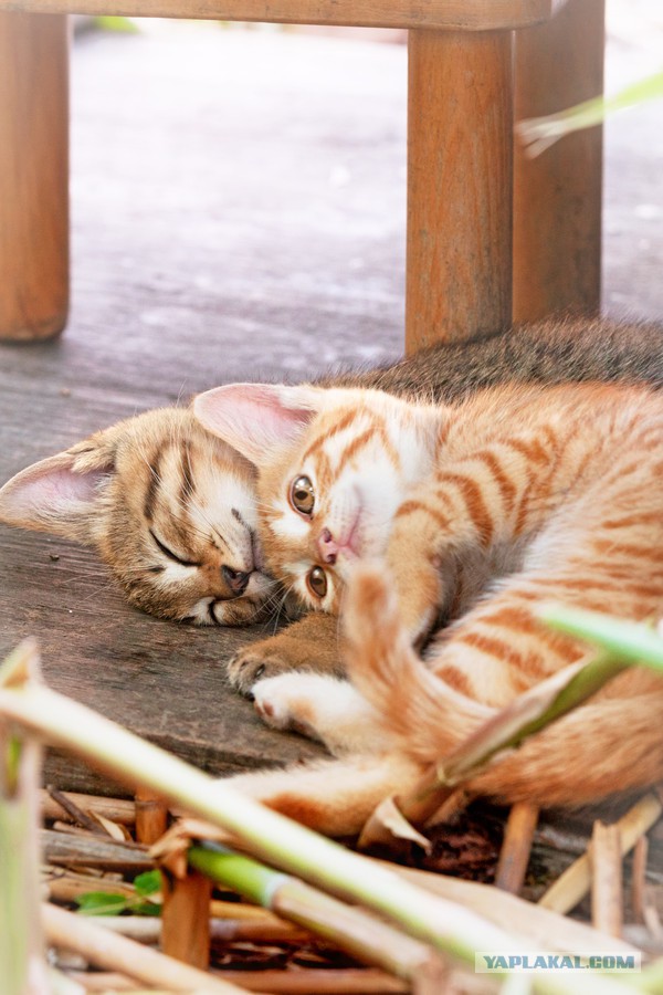 Котовторник 25.08.2015