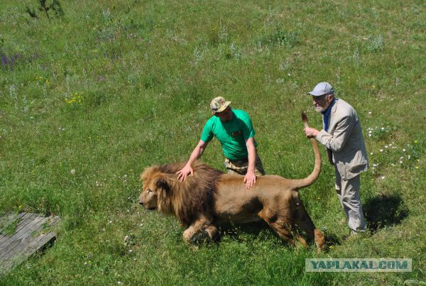 Парк львов Тайган, Крым