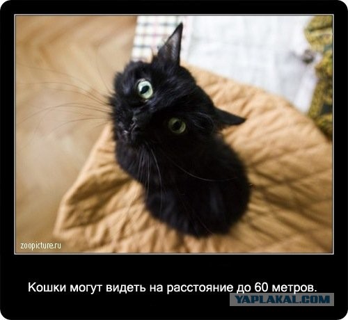 Интересные факты о кошках