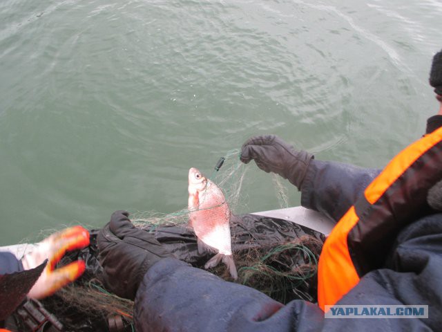 Браконьерам пламенный привет