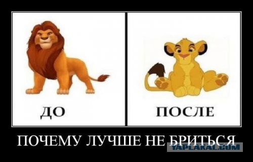 Борода.