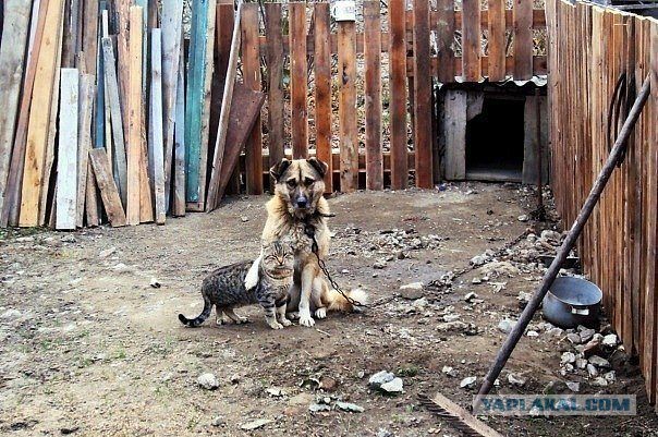 Деревенские коты