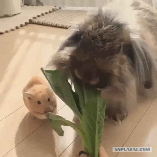 Подборка животных, которых застали за трапезой