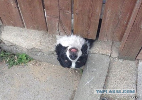 Веселые картинки