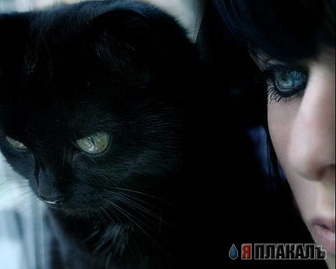 Коты, кошки, котята