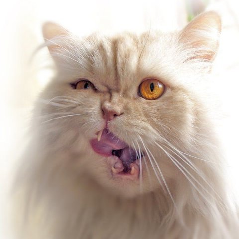 Вторничный котомёт