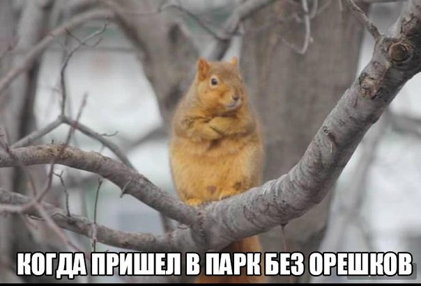 Божьи твари