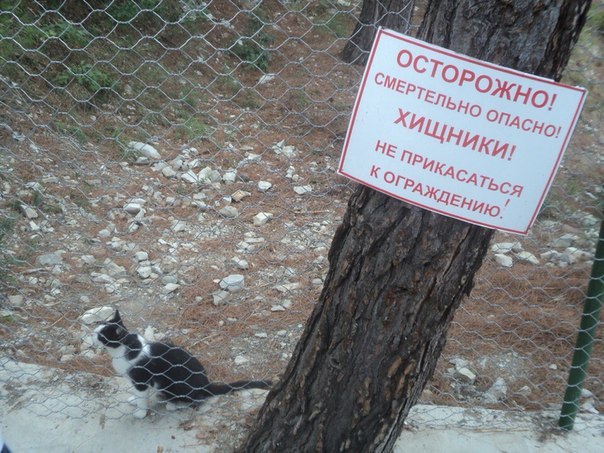 Мохнатые беспредельщики